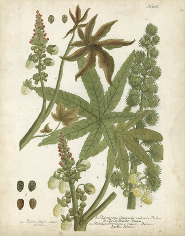 Weinmann Tropical Plants I