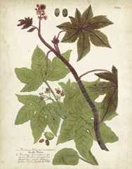 Weinmann Tropical Plants II