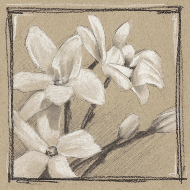 White Floral Study III