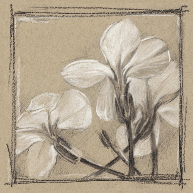 White Floral Study IV