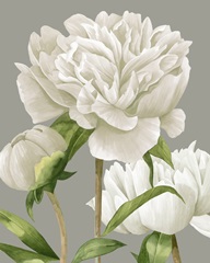 White Peonies II