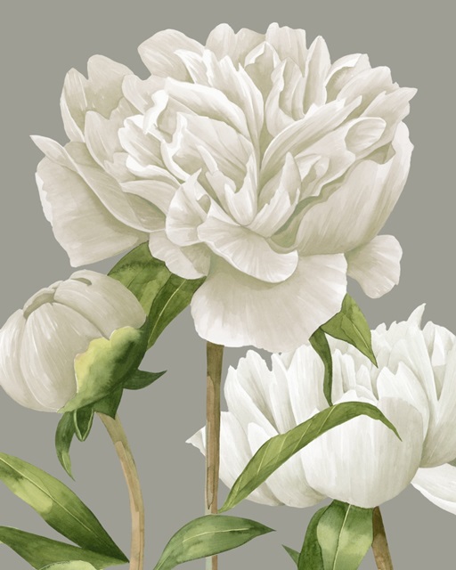 White Peonies II