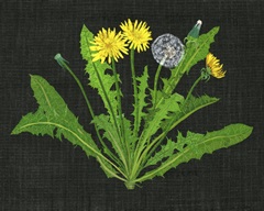 Wild Dandelion II