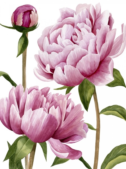 Winsome Peonies I