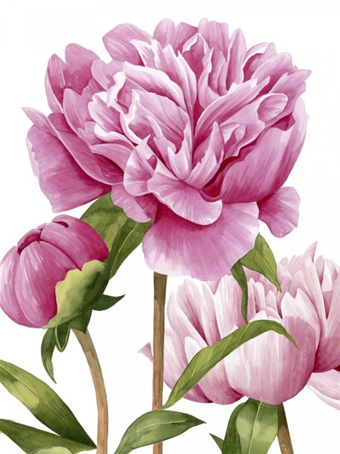 Winsome Peonies II