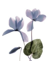 Xray Cyclamen
