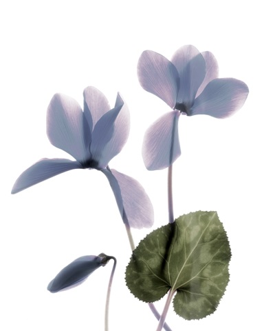 Xray Cyclamen