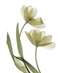Xray Tulip I