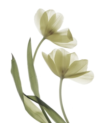Xray Tulip I