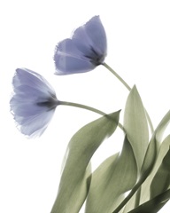 Xray Tulip III