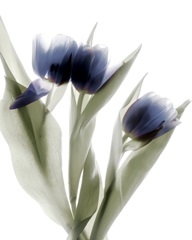 Xray Tulip IV