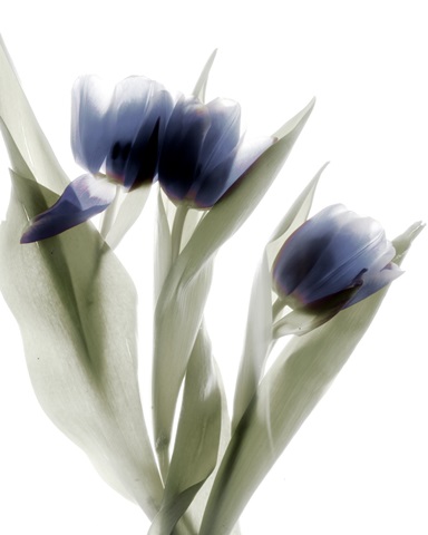 Xray Tulip IV