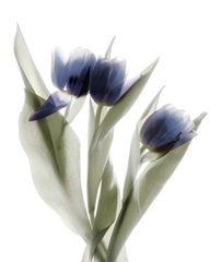 Xray Tulip IX