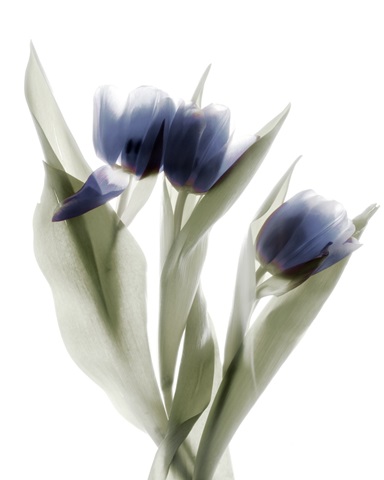 Xray Tulip IX