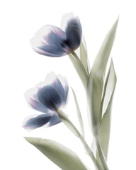 Xray Tulip V