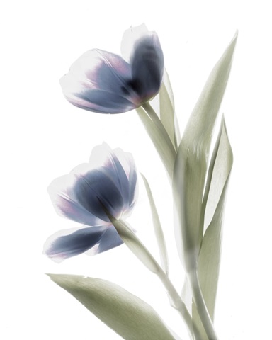 Xray Tulip V