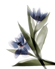 Xray Tulip VI