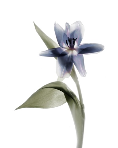 Xray Tulip VII