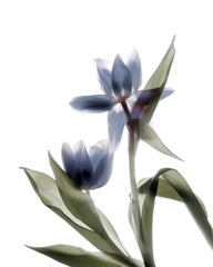 Xray Tulip VIII