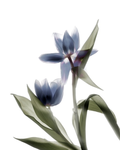 Xray Tulip VIII