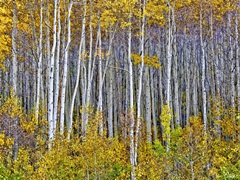 Yellow Woods I