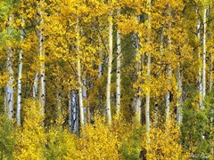 Yellow Woods II