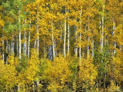 Yellow Woods III