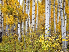 Yellow Woods IV