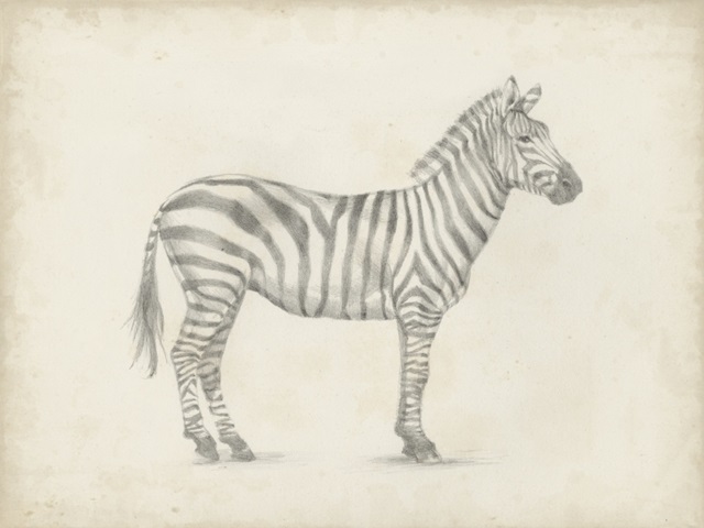 Zebra Sketch