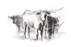 Contemporary Cattle II
