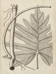 Distinctive Leaves I