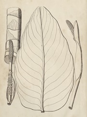 Distinctive Leaves III