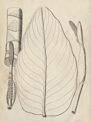 Distinctive Leaves III