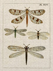 Dragonfly Study I