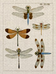 Dragonfly Study II