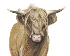 Highland Cattle I