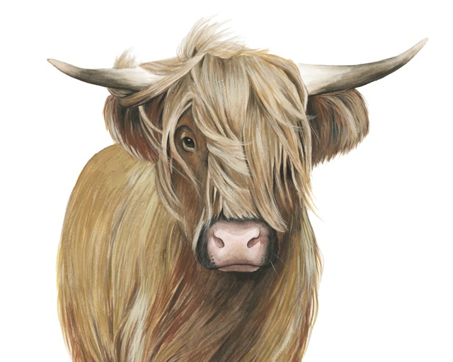 Highland Cattle I