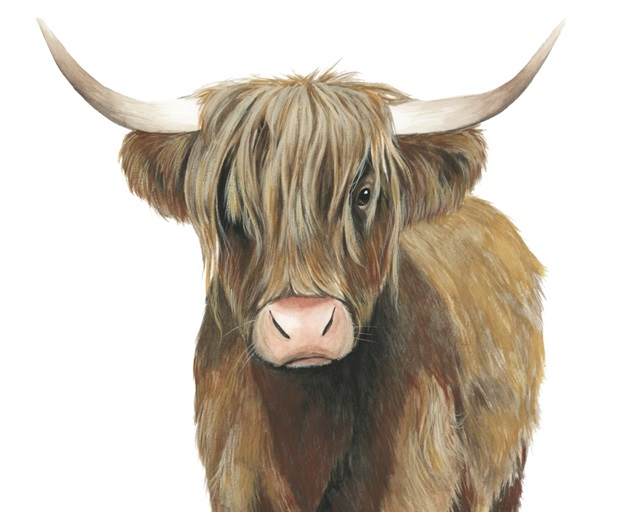 Highland Cattle II