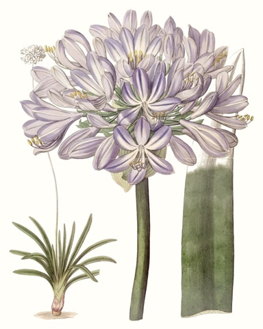 Lavender Beauties VI