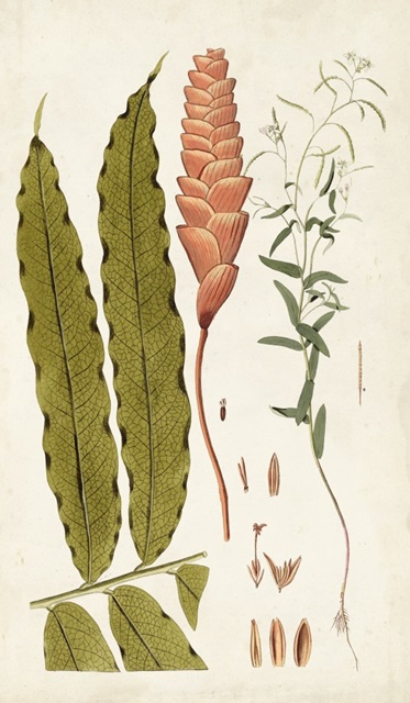 Leaf Varieties VII