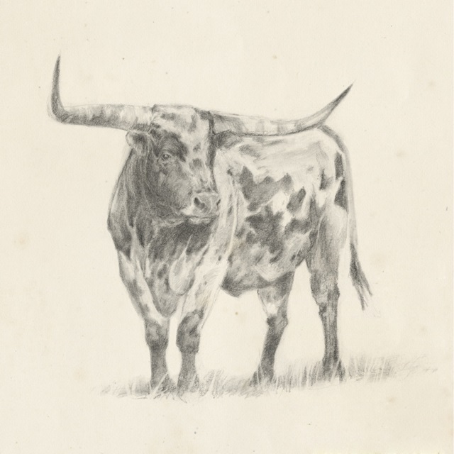 Longhorn Steer Sketch II