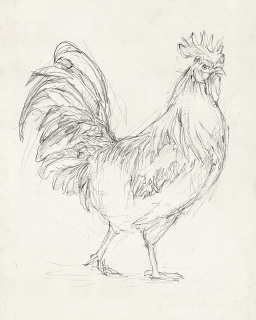 Rooster Sketch I