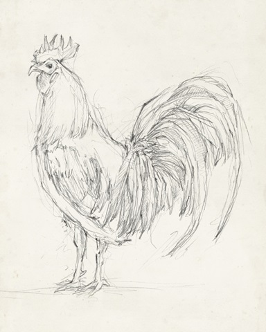 Rooster Sketch II