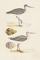 Sandpipers and Eggs I