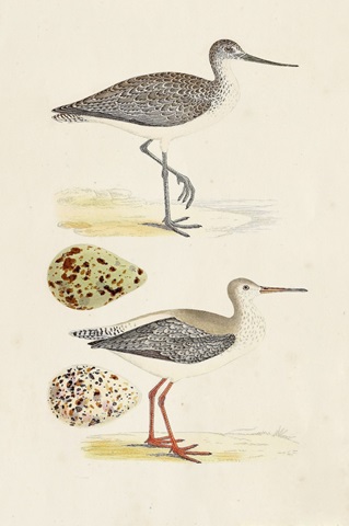 Sandpipers and Eggs I