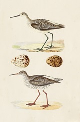 Sandpipers and Eggs II