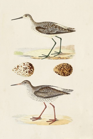 Sandpipers and Eggs II