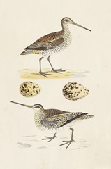 Sandpipers and Eggs III