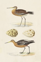 Sandpipers and Eggs IV