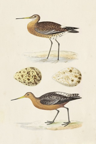 Sandpipers and Eggs IV